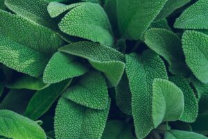 salvia