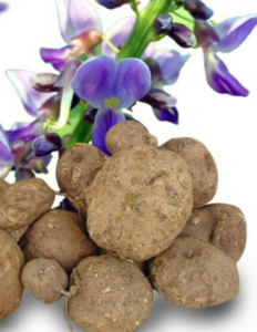 Pueraria Mirifica